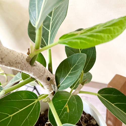 新芽ラッシュの フィカス ベンガレンシス 曲がり 7号 95cm b その他