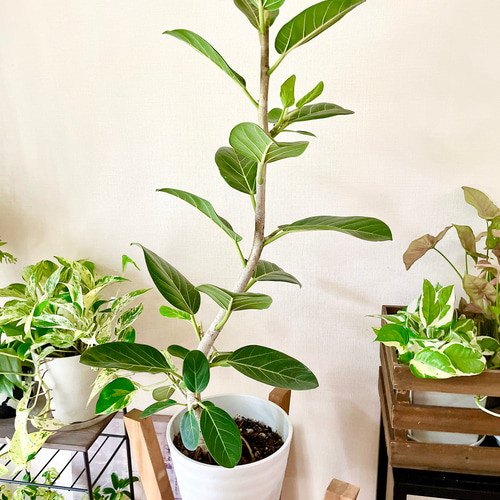 新芽ラッシュの フィカス ベンガレンシス 曲がり 7号 95cm b その他