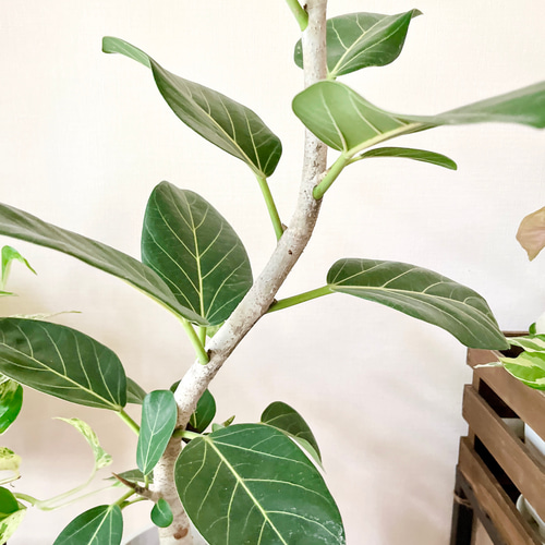 新芽ラッシュの フィカス ベンガレンシス 曲がり 7号 95cm b その他