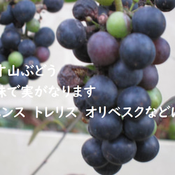 一才山ブドウ　一株で実がなります ポット発送　丈夫で簡単に育ちます　挿し木苗 1枚目の画像