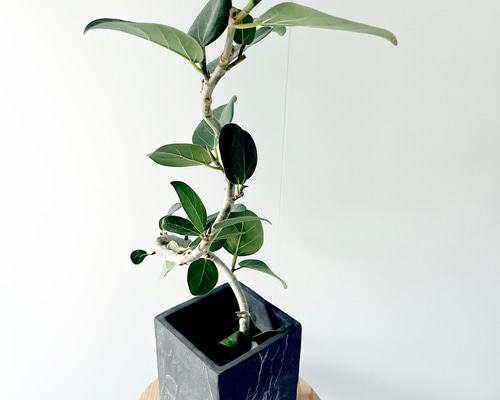 観葉植物 フィカス ベンガレンシス 6号 曲り ラウンド 付き | 観葉植物ならHitoHana(ひとはな)