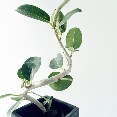 観葉植物 フィカス ベンガレンシス 6号 曲り ラウンド 付き | 観葉植物ならHitoHana(ひとはな)