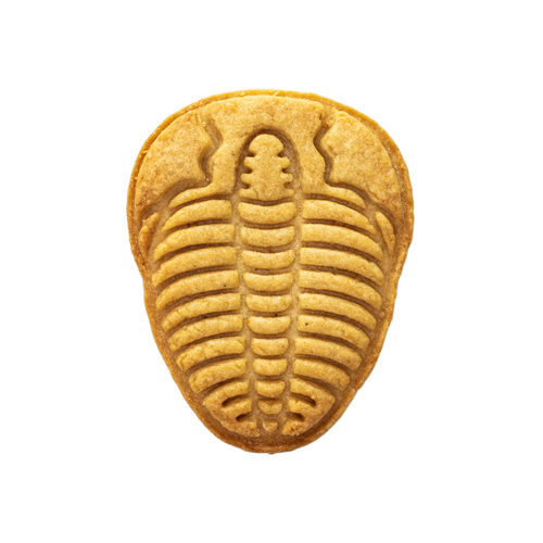 NO.0648 化石 三葉虫 その他キッチン小物 sacsac / creema店 通販