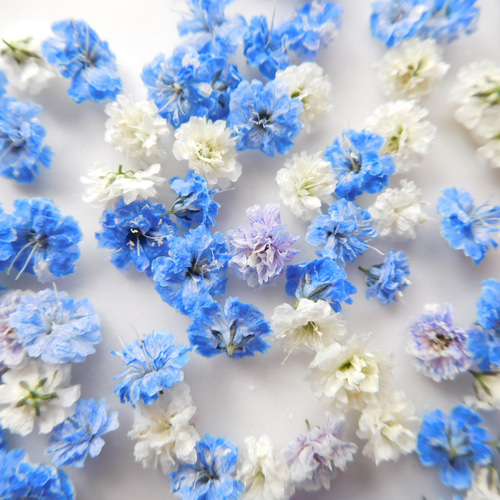 青と緑のかすみ草 ドライフラワー 5本⇒9g 〈No.30〉 ドライフラワー］