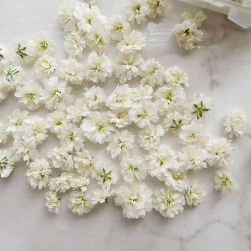 選べる！ 三色かすみ草ドライフラワー その他素材 ababko 通販