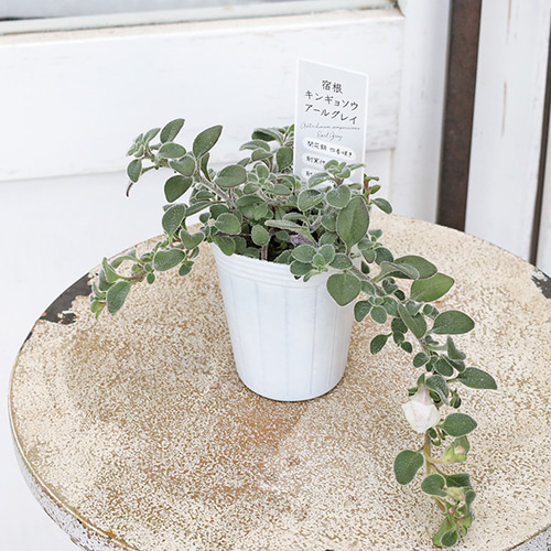 花苗 宿根 キンギョソウ アールグレイ 2.5号 シルバードラゴン 金魚草