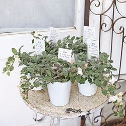 花苗 常緑樹 メラレウカ・ティーツリー トピアリー仕立て 4号ポット