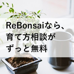 インテリア盆栽「山もみじ 寄せ植え」 6枚目の画像