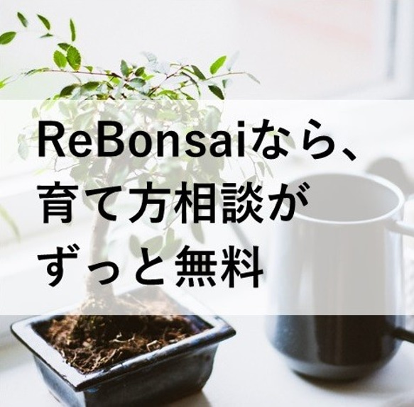 インテリア盆栽「山もみじ 寄せ植え」 6枚目の画像