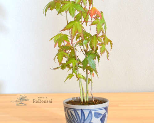 インテリア盆栽「山もみじ 寄せ植え」 盆栽 ReBonsai 通販 13935742