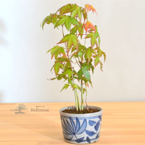 インテリア盆栽「山もみじ 寄せ植え」 盆栽 ReBonsai 通販 13935742