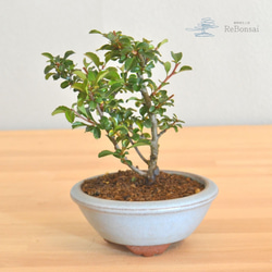 インテリア盆栽「黒松 半懸崖」 盆栽 ReBonsai 通販 13956882｜Creema