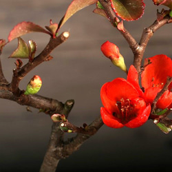 インテリア盆栽「長寿梅 - 赤花」 4枚目の画像