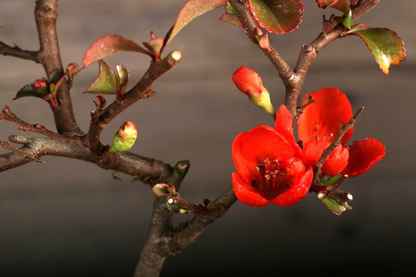 インテリア盆栽「長寿梅 - 赤花」 4枚目の画像
