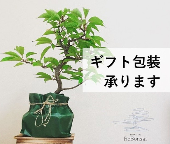 インテリア盆栽「長寿梅 - 赤花」 5枚目の画像