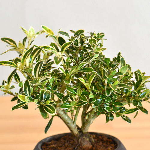 インテリア盆栽「斑入りハクチョウゲ」 盆栽 ReBonsai 通販