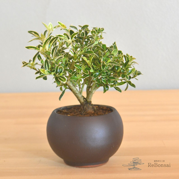 インテリア盆栽「斑入りハクチョウゲ」 盆栽 ReBonsai 通販 13936183