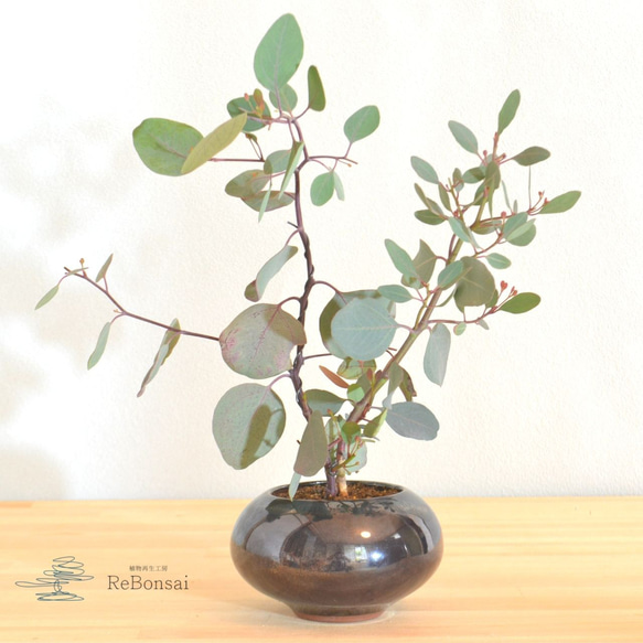 ぷりんこママ♡グレビレア　ラナマリー　ポット鉢植え　ユーカリポポラス ぷりんこママ♡グレビレア ラナマリー ポット鉢植え ユーカリ