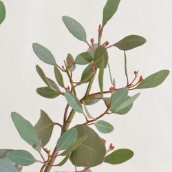 ハーブ盆栽「ユーカリポポラス」 4枚目の画像
