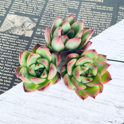 多肉植物】相府蓮 × 交配親不明 エケベリア 多肉植物 Dia Lily