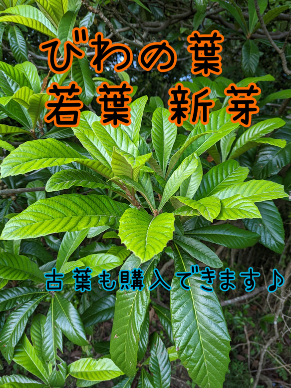 新鮮摘みたて 天然びわの葉 完全無農薬 ネコポスクリックポストいっぱい約60枚 1枚目の画像