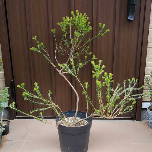 イワオ◇ヒースバンクシア　鉢植え 入荷情報】 明日より販売開始いたします植物の紹介です
