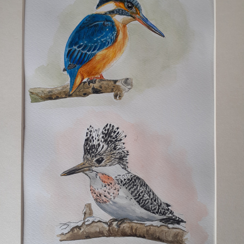 水彩画 カワセミとヤマセミ 絵画 makochin 通販 13939178