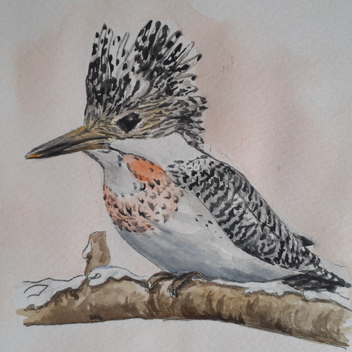 水彩画 カワセミとヤマセミ 絵画 makochin 通販 13939178