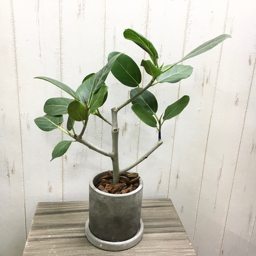 フィカスベンガレンシス鉢皿付き