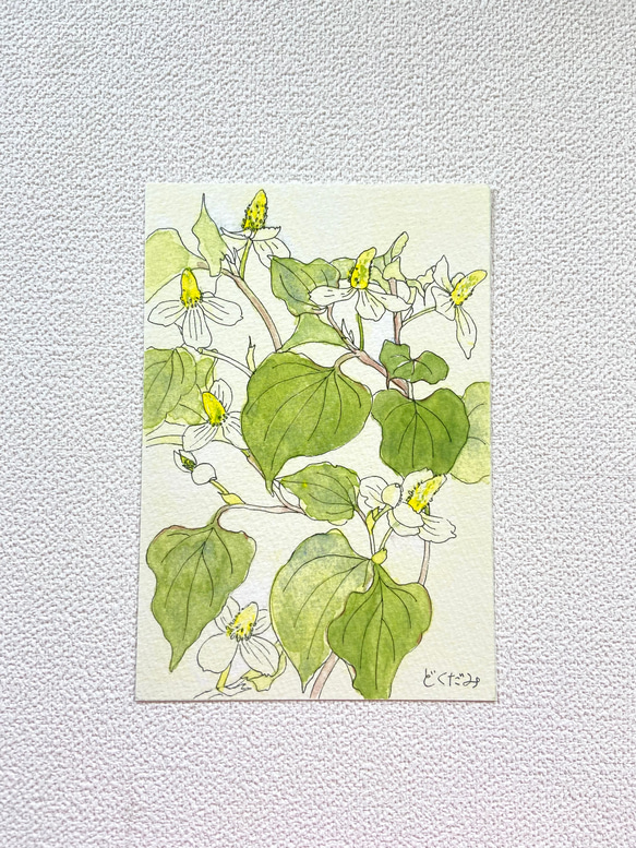 ５月の草花ポストカード 3枚目の画像