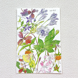 ５月の草花ポストカード 1枚目の画像