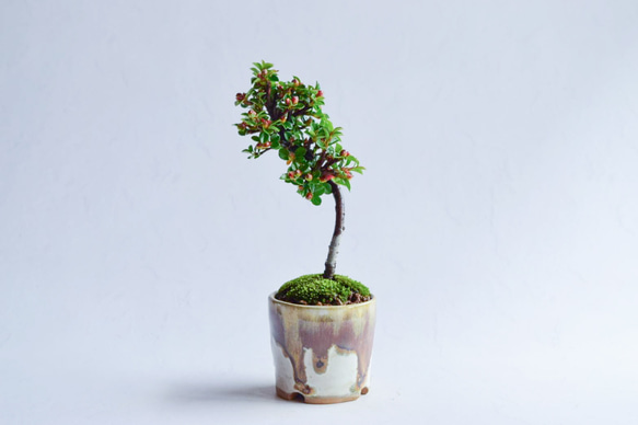 ❁実ついてます❁三平(さんぺい)さん  ベニシタン　ミニ盆栽　自作鉢 2枚目の画像