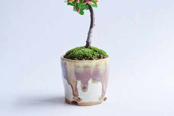 ❁実ついてます❁三平(さんぺい)さん  ベニシタン　ミニ盆栽　自作鉢 3枚目の画像