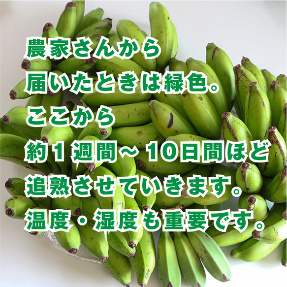 訳あり！たっぷりコクあま島バナナ｜国産 無添加 砂糖不使用 油であげてない ドライフルーツ ドライバナナ 島バナナ 3枚目の画像