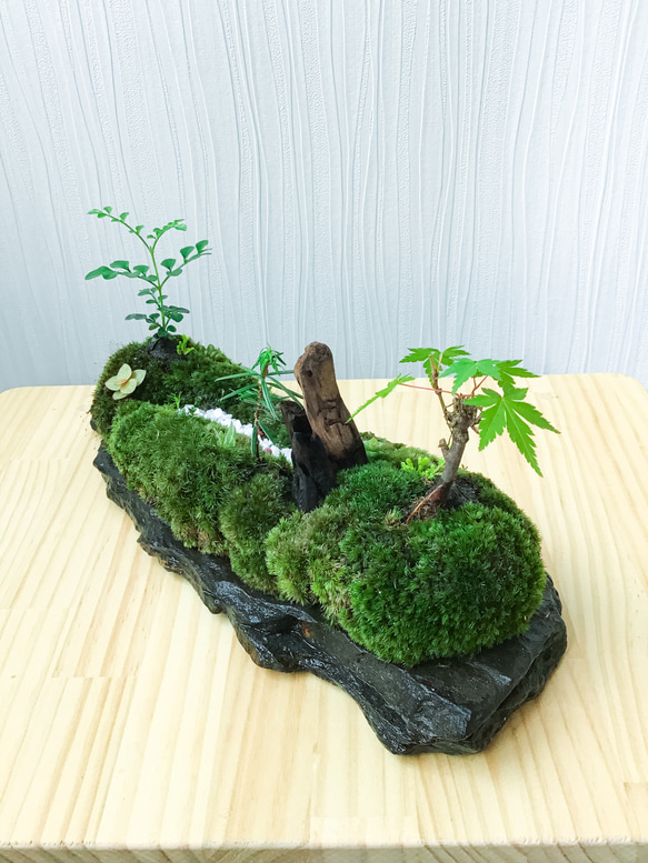 苔盆景(苔島雲南高原山脈) 4枚目の画像