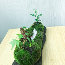 苔盆景(苔島雲南高原山脈) 3枚目の画像