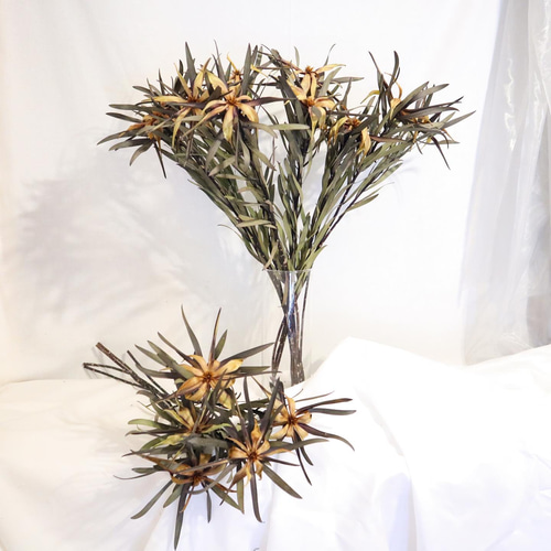 2本】リューカデンドロン サファリサンセット ドライフラワー おしゃれ