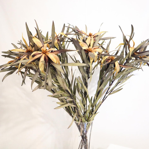 ❇️リューカデンドロン ブラッシュ❣️希少 ドライフラワー 楽天市場】ドライフラワー花材 リューカデンドロン・ブラッシュ