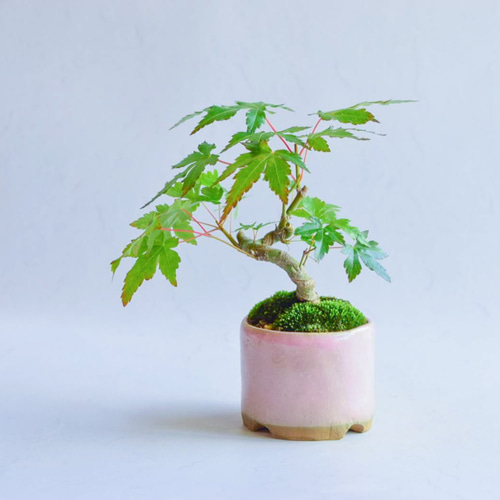 粂(くめ)さん 山モミジ ミニ盆栽 自作鉢 盆栽 樹と花と 通販 13943615