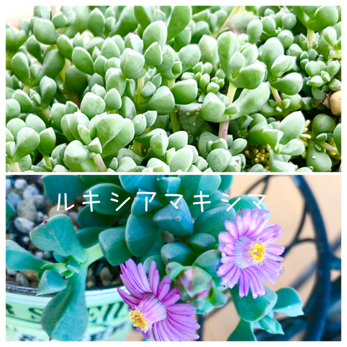 No.548 ❁ロンリーダック❁ 抜き苗 多肉植物 寄せ植え 多肉寄せ植えセット 抜き苗 しっかり発根 匿名配送 6種類 即日