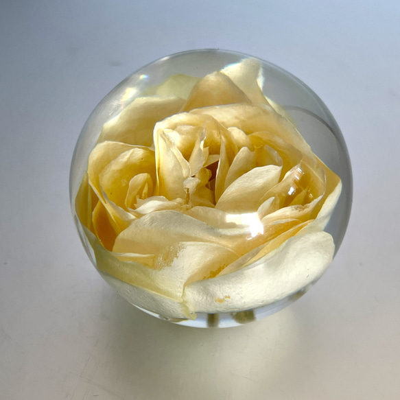 本物の薔薇のペーパーウエイト/インテリア小物/花/固まるハーバリウム/160g 2枚目の画像