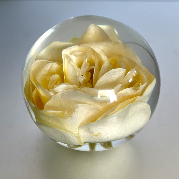 本物の薔薇のペーパーウエイト/インテリア小物/花/固まるハーバリウム/160g 3枚目の画像