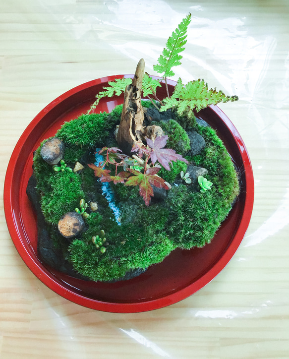 苔盆景苔島カエル 16枚目の画像