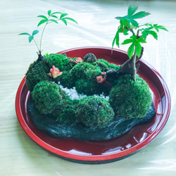 苔盆景苔島カエル 6枚目の画像