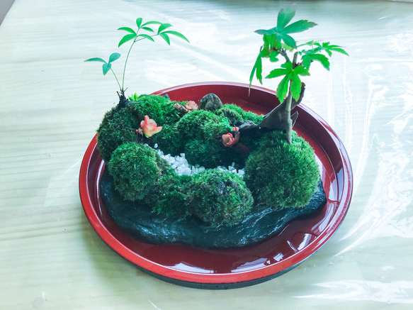 苔盆景苔島カエル 6枚目の画像