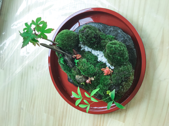 苔盆景苔島カエル 8枚目の画像