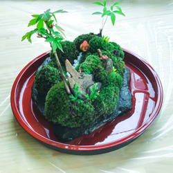 苔盆景苔島カエル 7枚目の画像