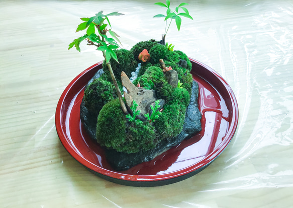 苔盆景苔島カエル 7枚目の画像