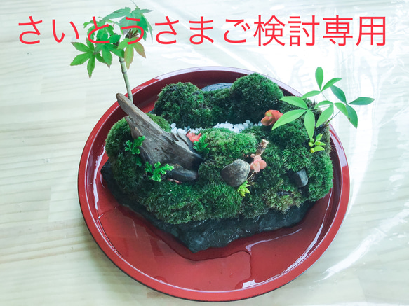 苔盆景苔島カエル 1枚目の画像