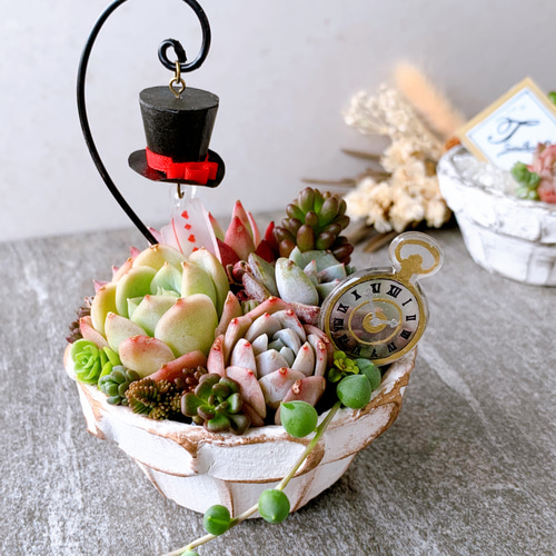 そのまま飾れる多肉植物寄せ植え 多肉植物 ba-boo house 通販 そのまま飾れる多肉植物寄せ植え 多肉植物 ba-boo house 通販